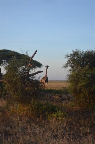 Kenia  (57)